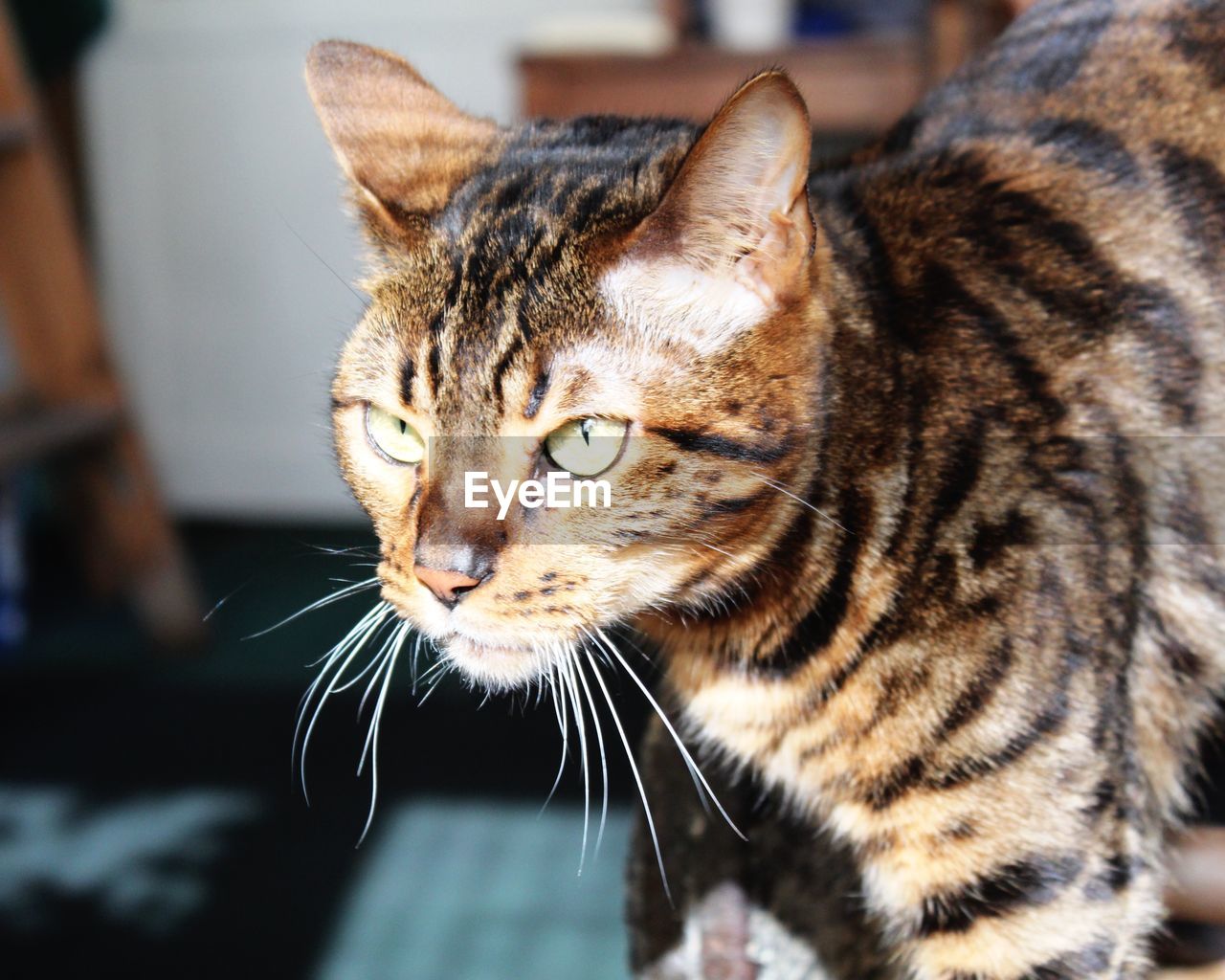 CLOSE-UP OF A CAT