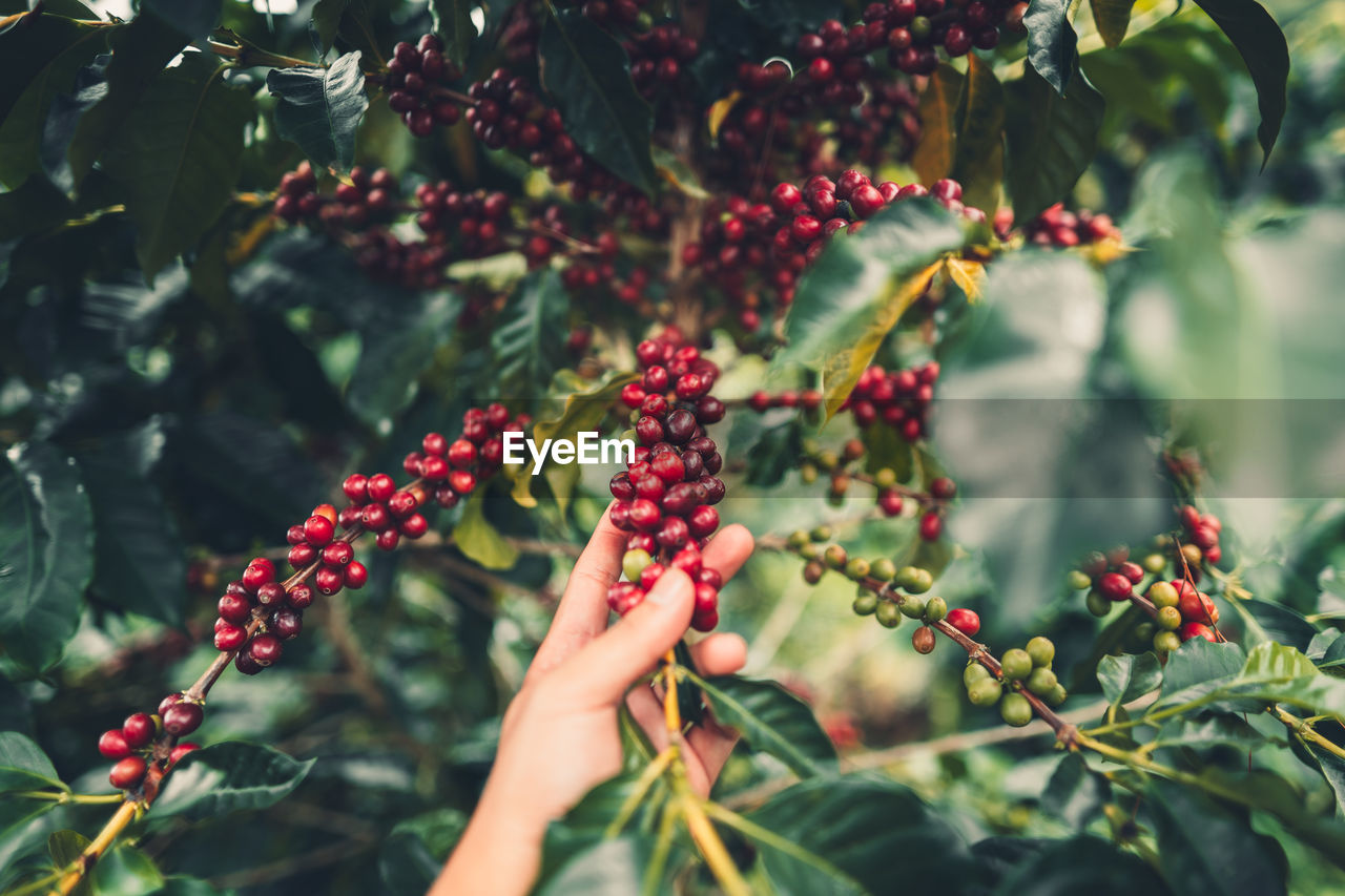 Cropped hand picking berries from tree