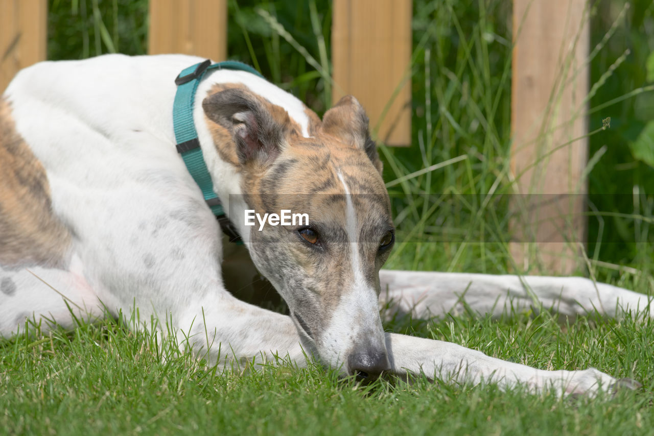 Striking brown eye of a white and brindle pet greyhound dog stares into copy space