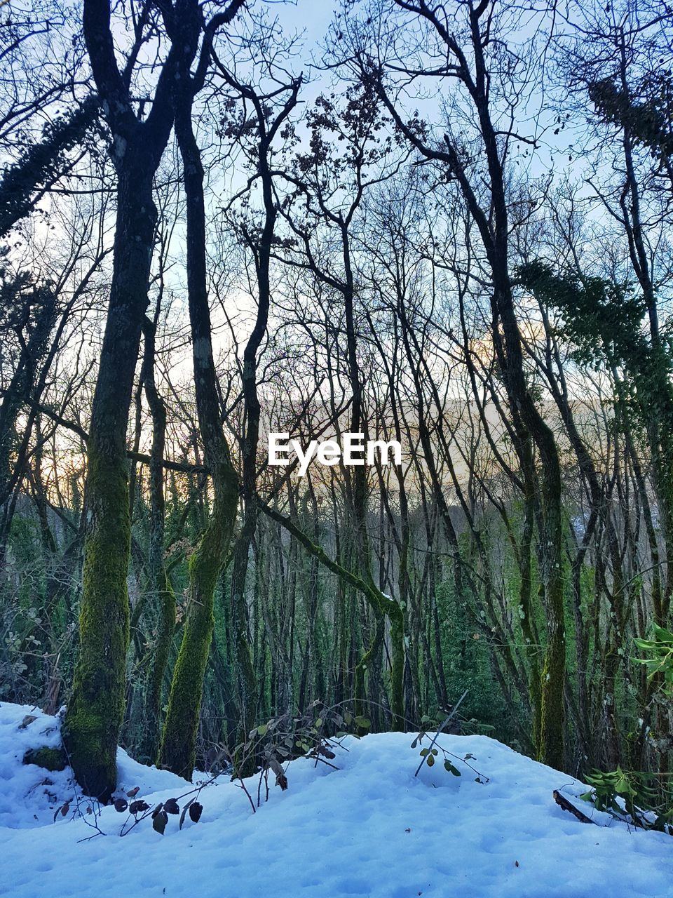 SCENIC VIEW OF SNOW COVERED LANDSCAPE