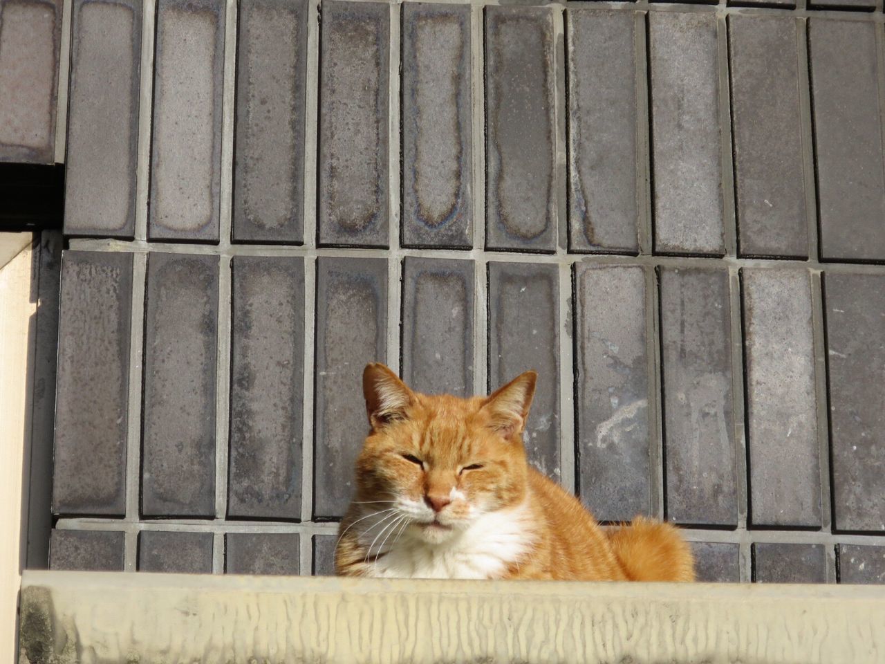 PORTRAIT OF CAT ON WHITE WALL