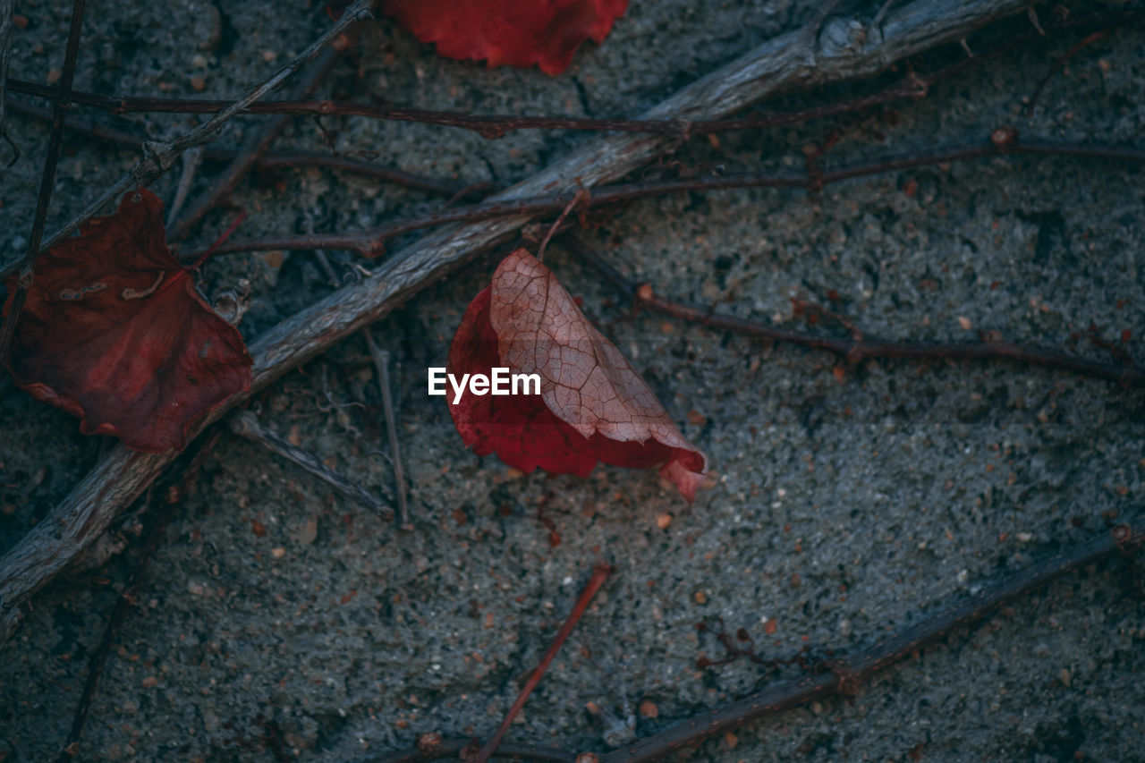 Close-up of dry maple leaves on tree