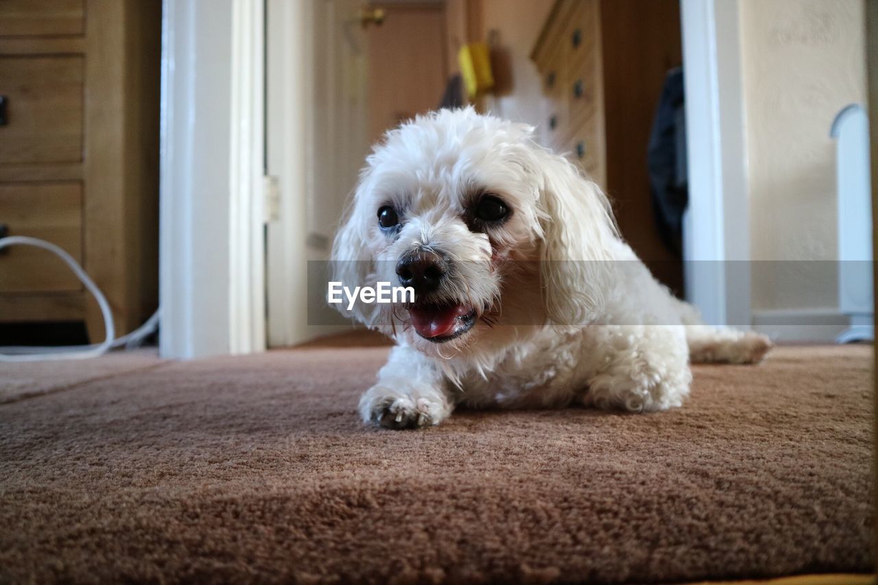 PORTRAIT OF CUTE DOG ON FLOOR IN PEN