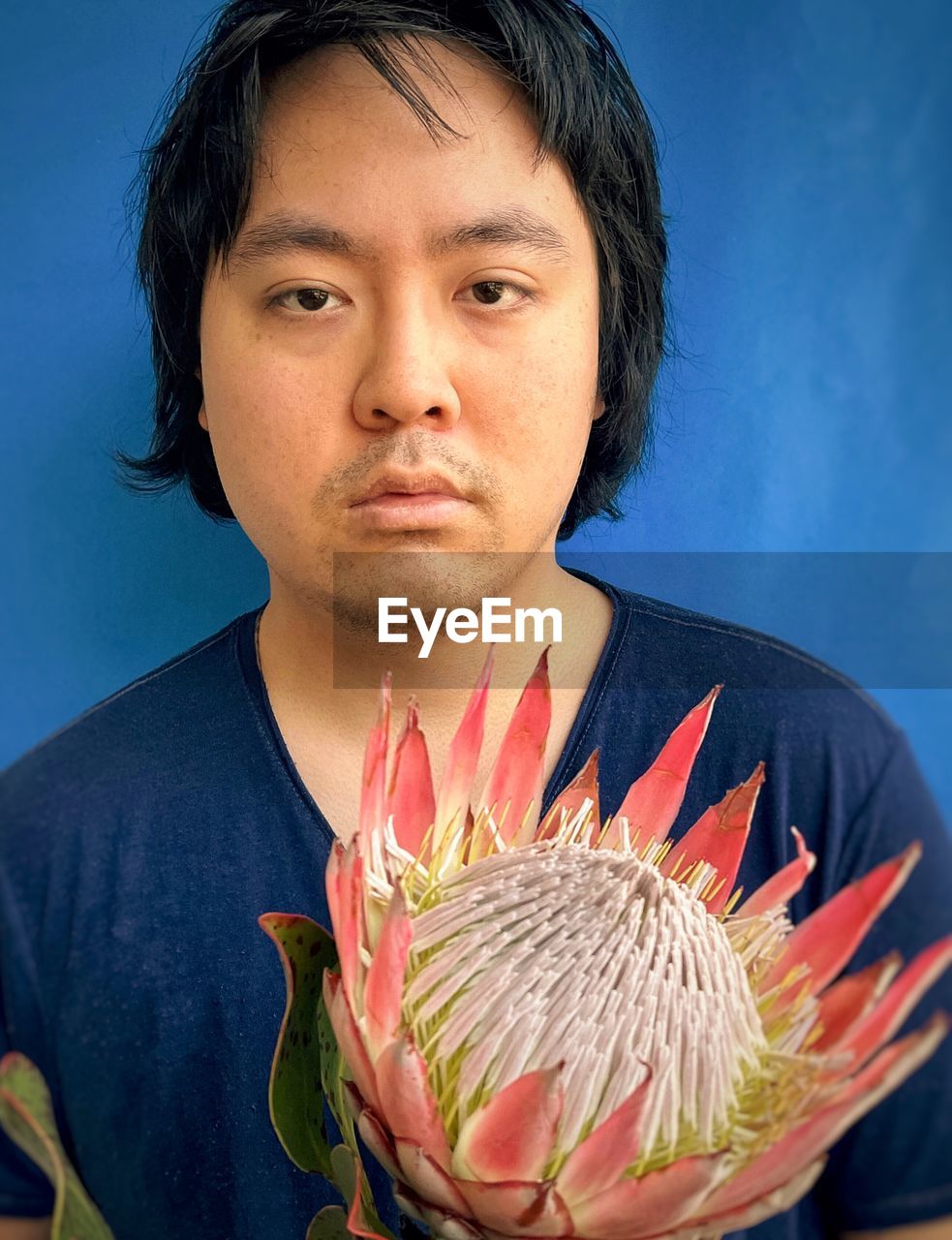 Close-up of young asian man holding pink king protea flower against blue background.