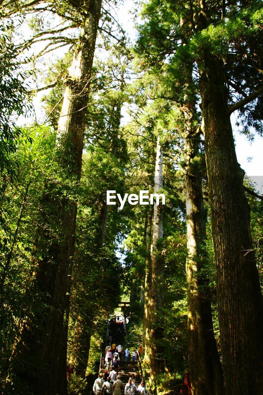 LOW ANGLE VIEW OF TREES IN FOREST