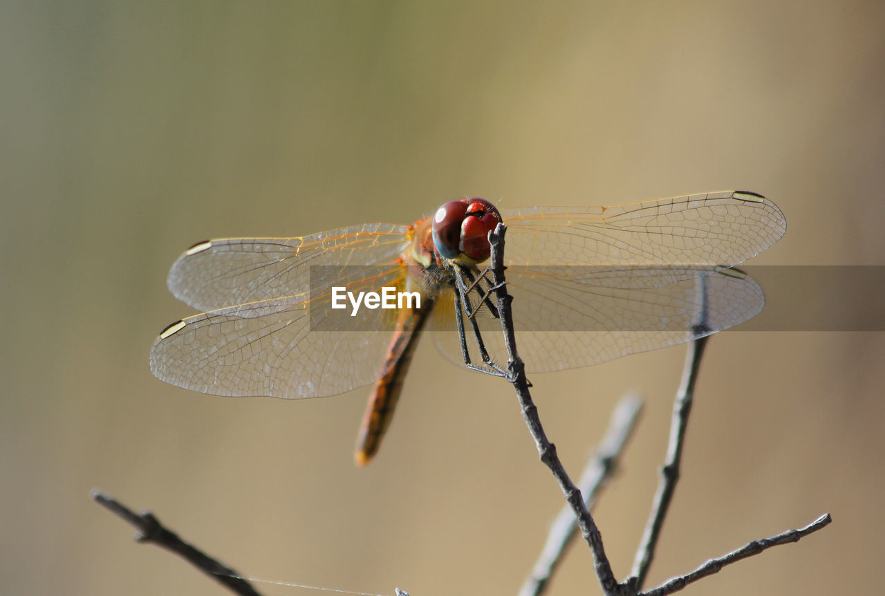 Close-up of dragonfly perching on twig