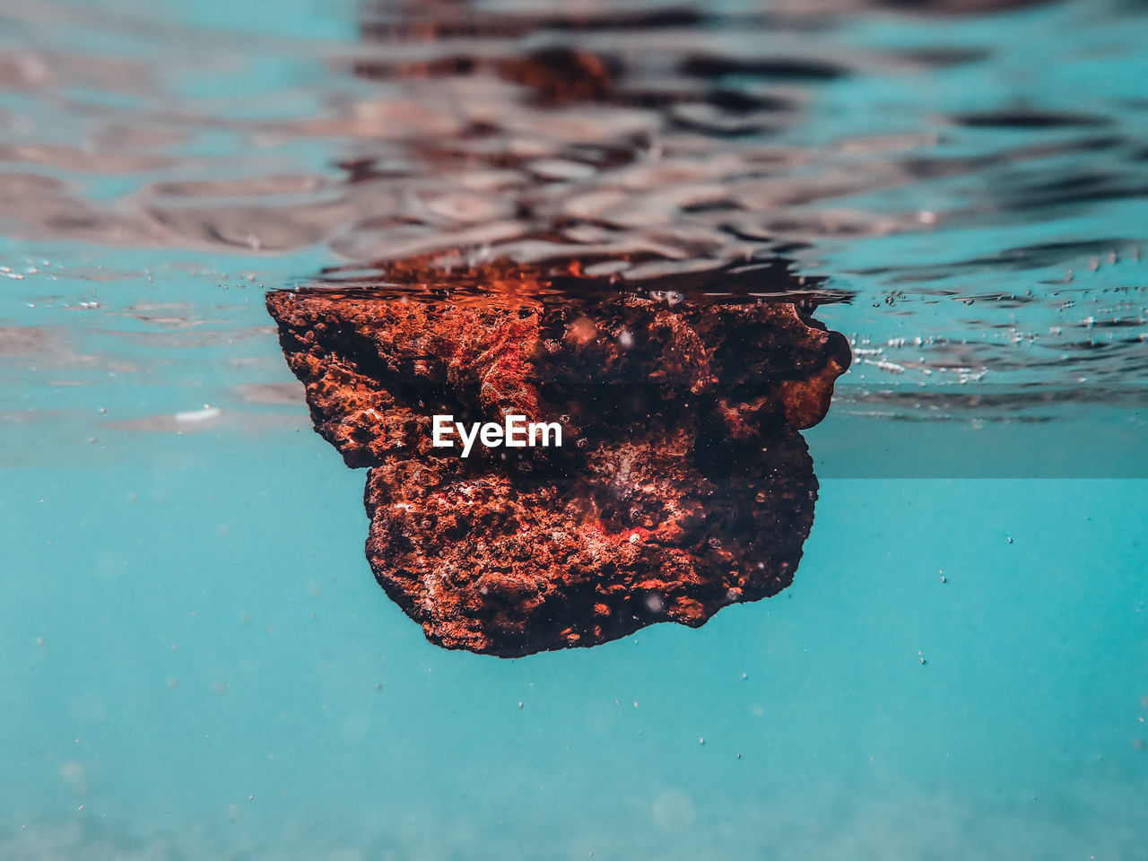 CLOSE-UP OF TURTLE IN SEA