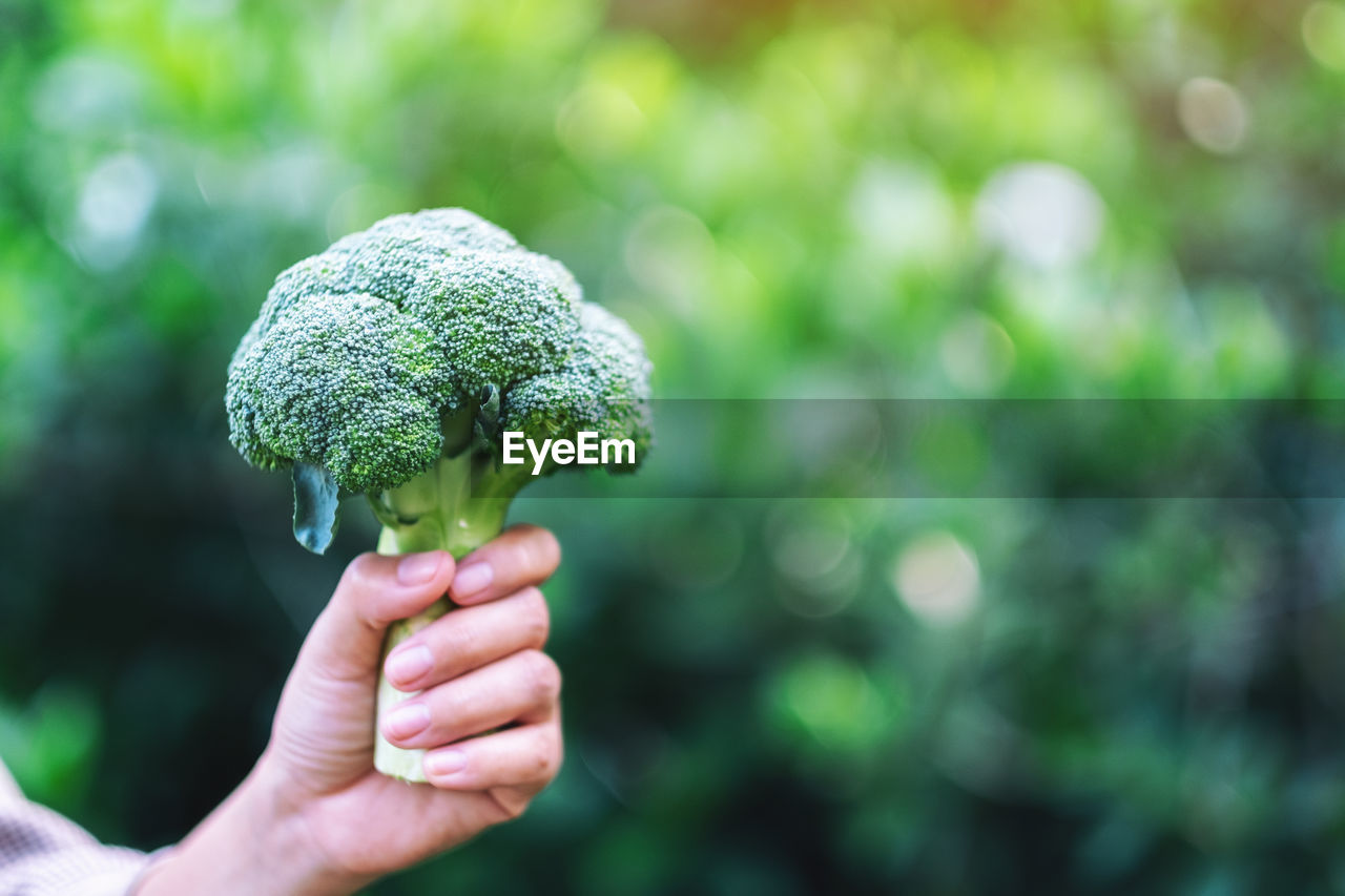 Cropped hand of woman holding broccoli outdoors