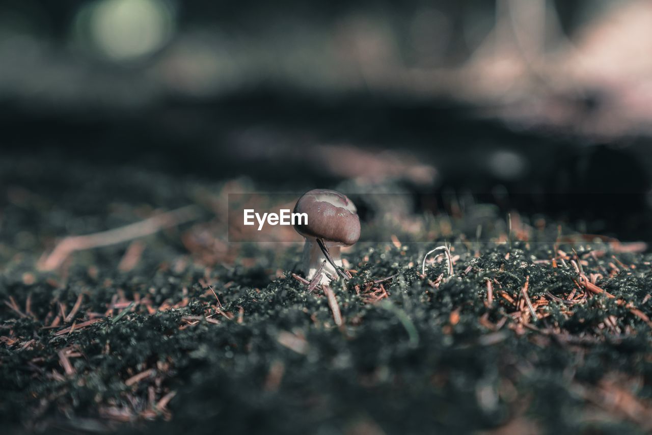 In the woods, small fresh organic mushroom on the ground, next to fir needles and moss