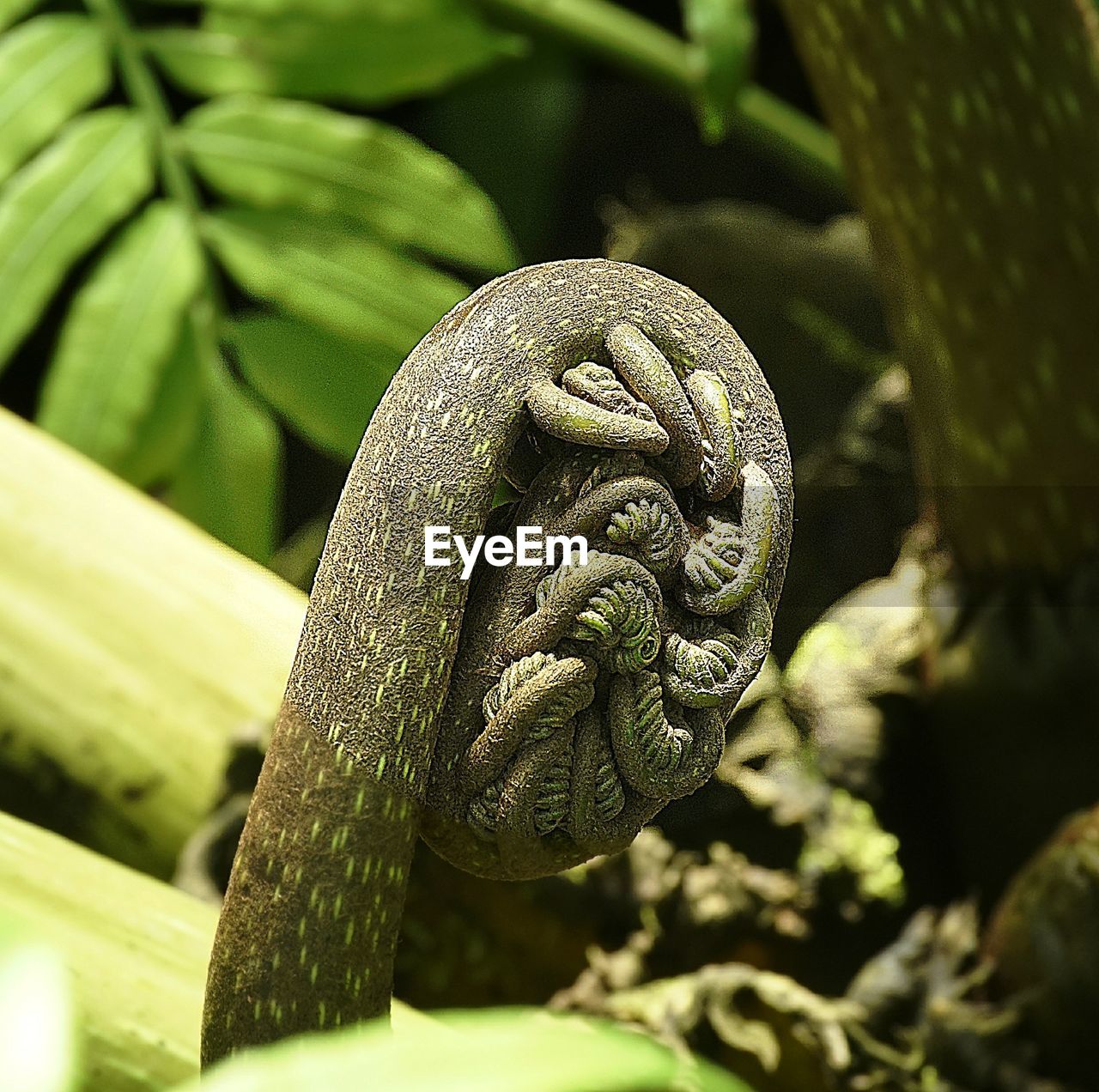 Close-up of fern growing in forest