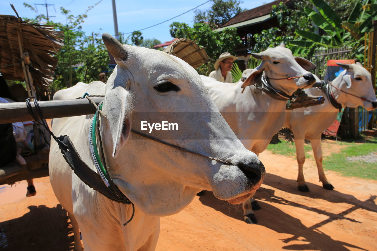 Ox carts on dirt road during sunny day