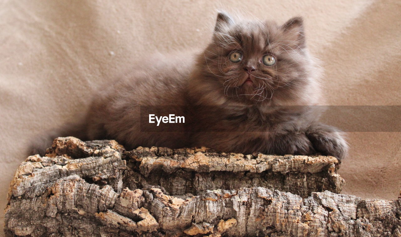 Fluffy kitten looking away while sitting on tree log