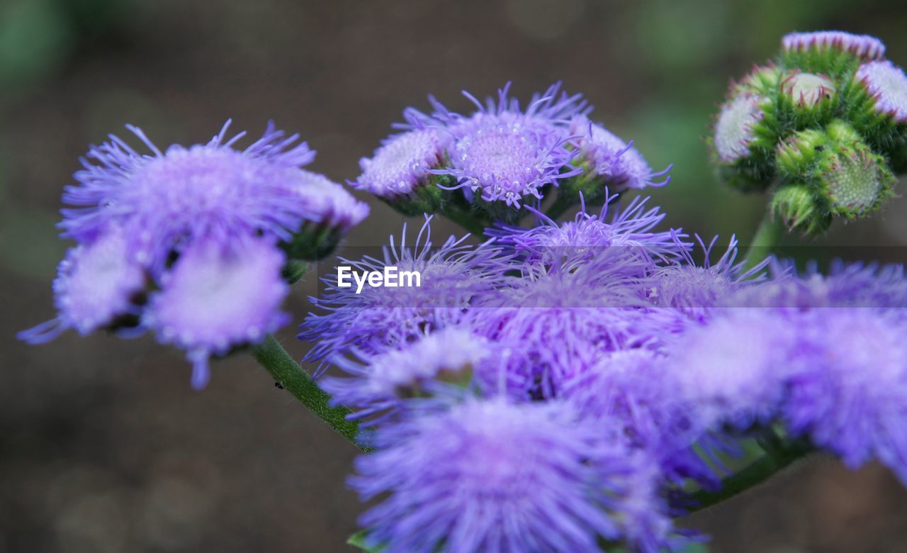 Close-up of purple flowering plant