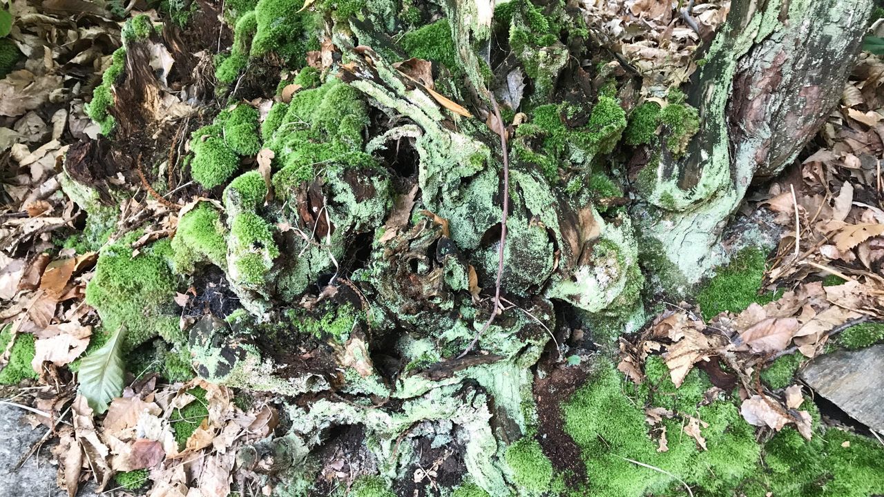 CLOSE-UP OF TREE TRUNKS