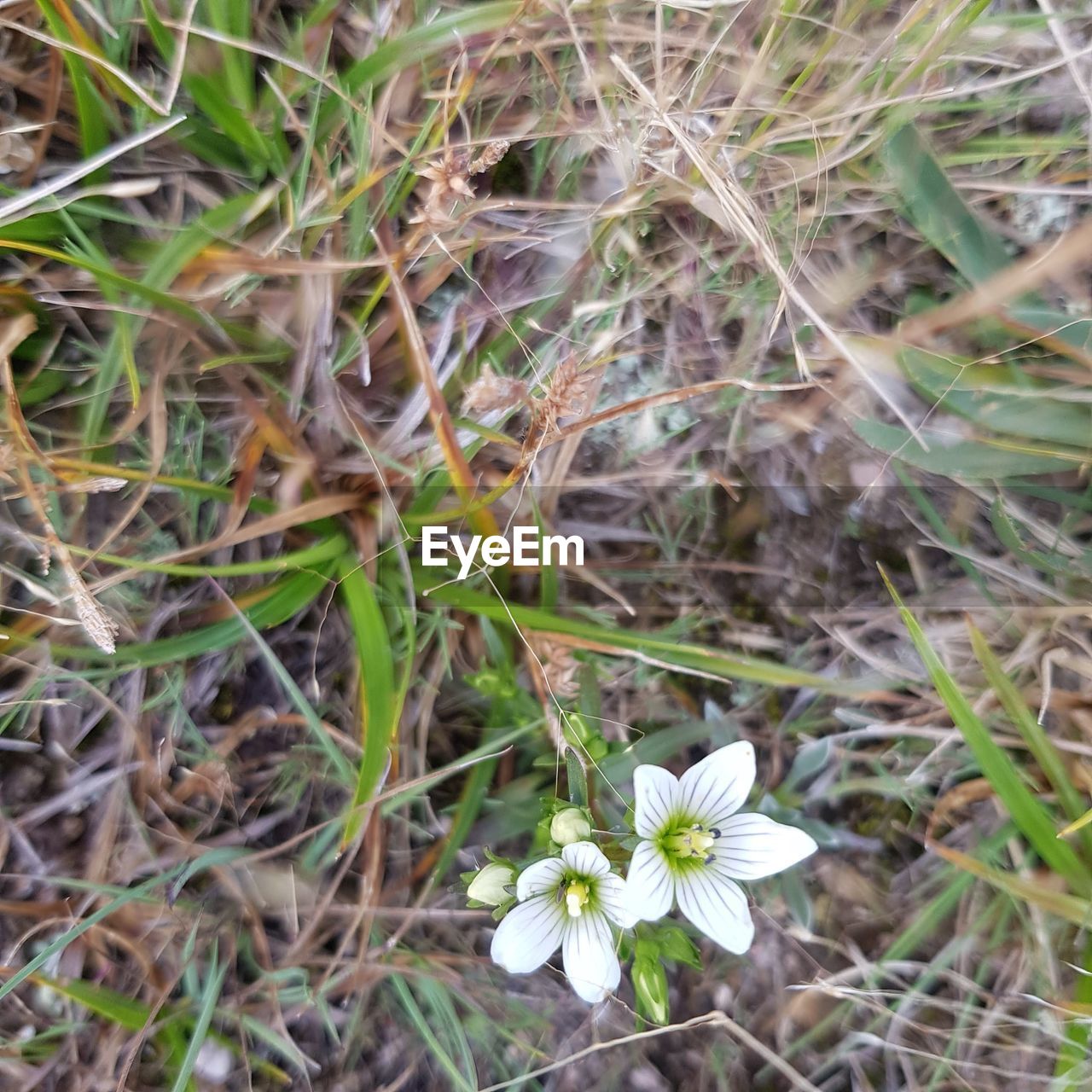 plant, flower, flowering plant, growth, beauty in nature, fragility, freshness, nature, field, close-up, land, high angle view, day, white, wildflower, petal, no people, grass, flower head, inflorescence, green, outdoors, botany, plant part, leaf