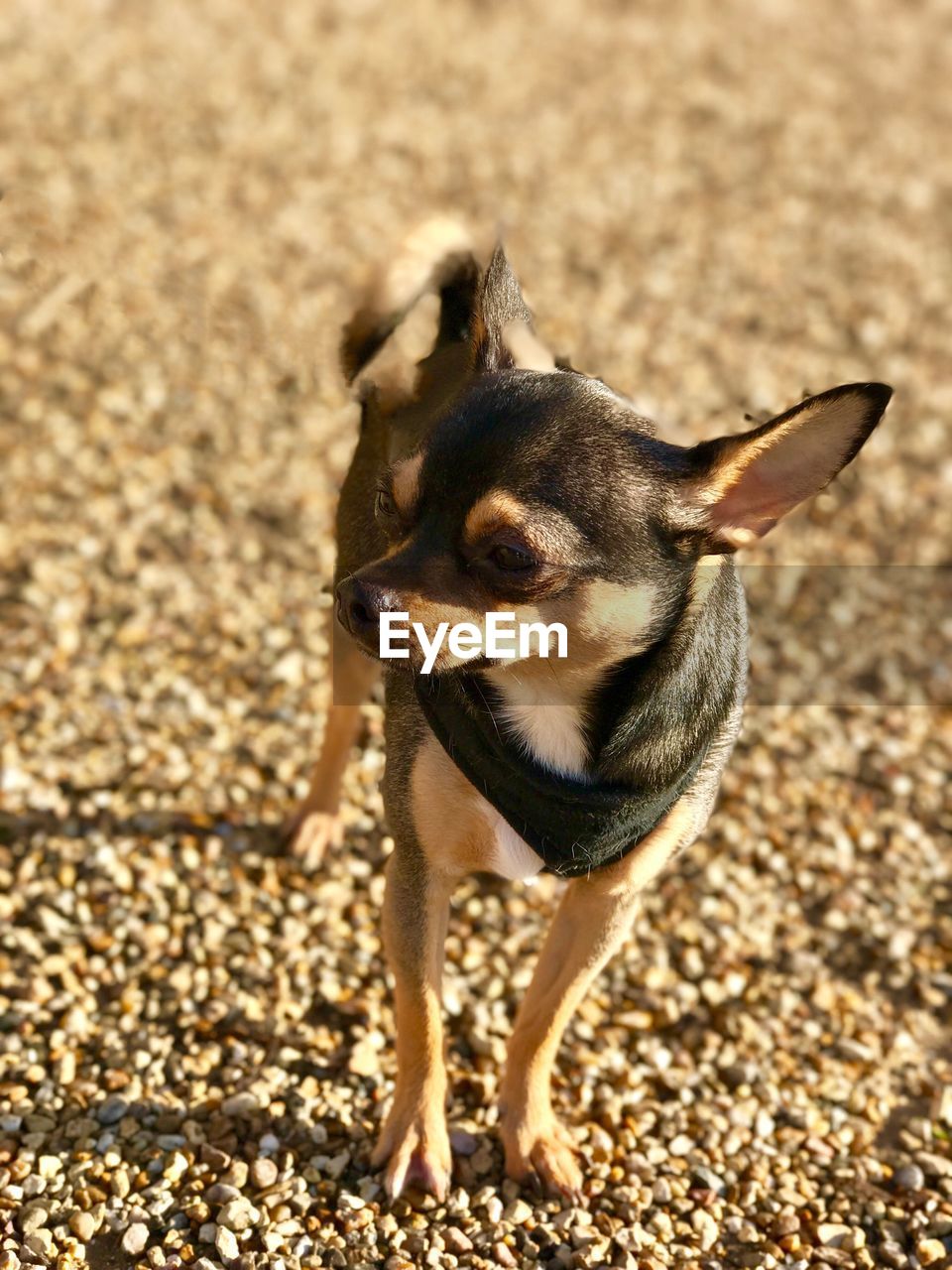 CLOSE-UP OF DOG IN PARK