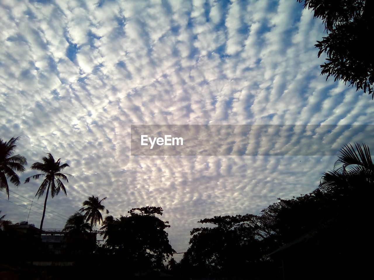 Low angle view of silhouette trees against sky