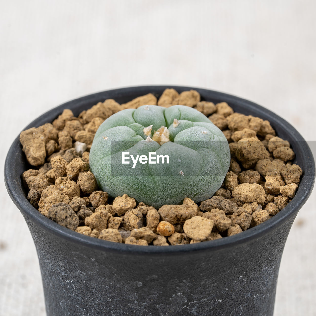 close-up of potted plant on table