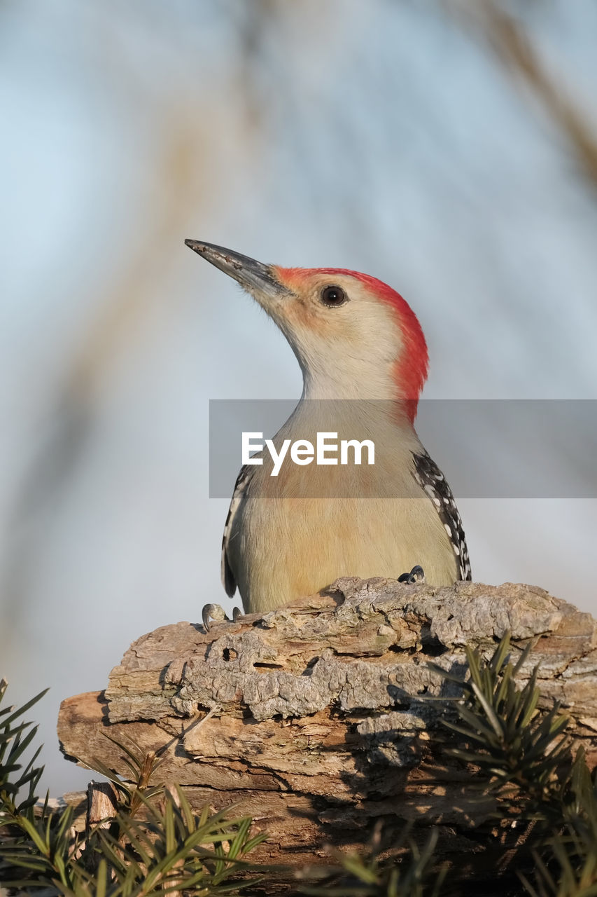 CLOSE-UP OF A BIRD