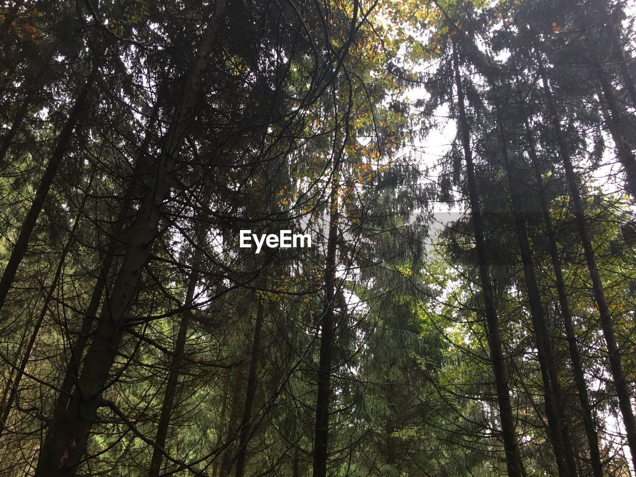 LOW ANGLE VIEW OF TREES AGAINST SKY