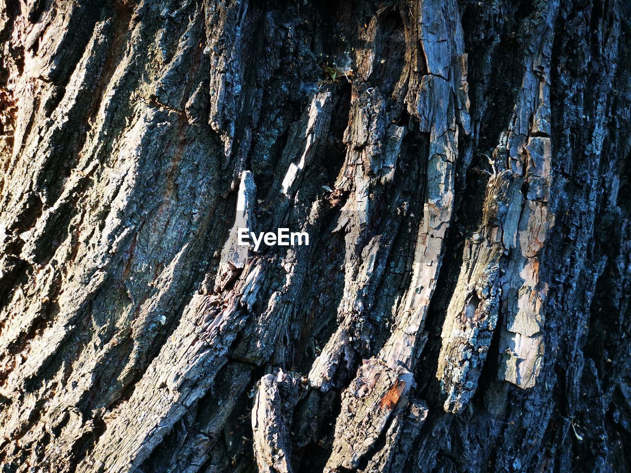 FULL FRAME SHOT OF TREE TRUNKS