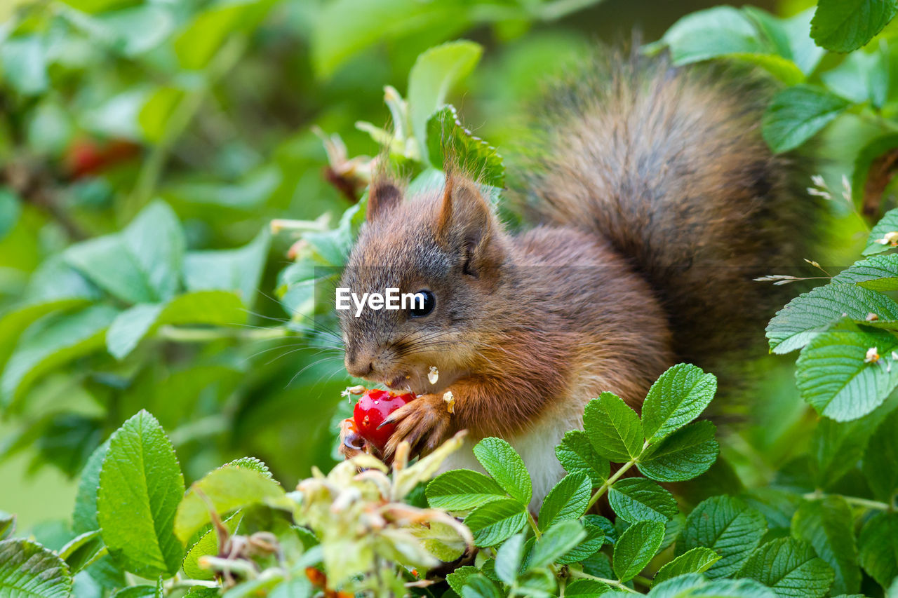 SQUIRREL ON PLANT