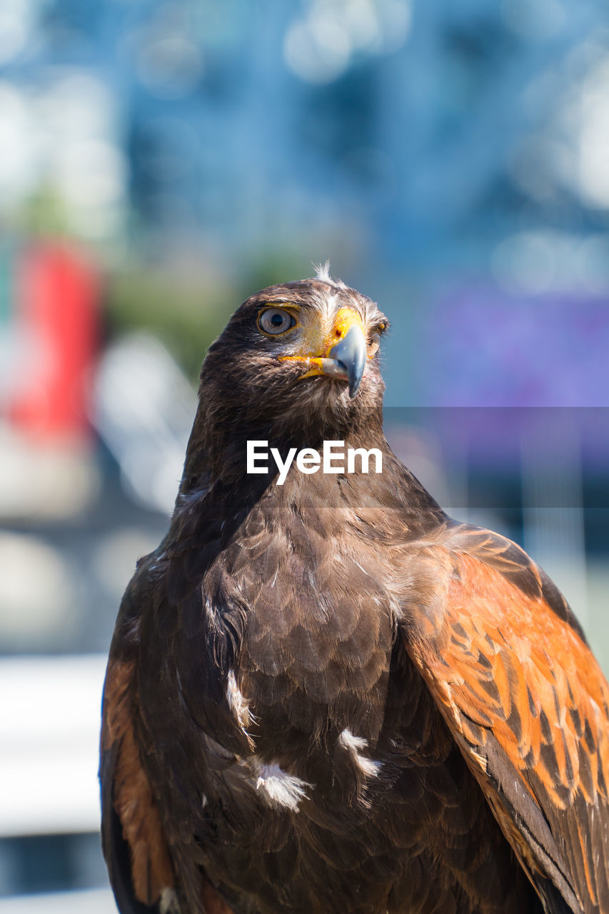 Close-up of a bird