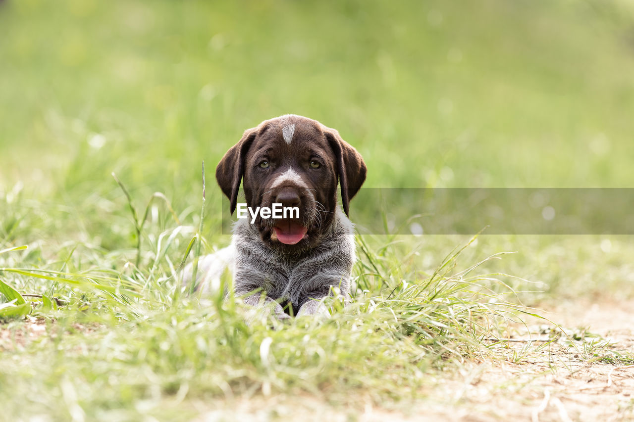 Portrait of a german wiredhair puppy laying down in field