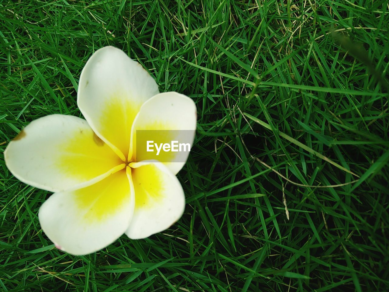 HIGH ANGLE VIEW OF FRANGIPANI ON FIELD