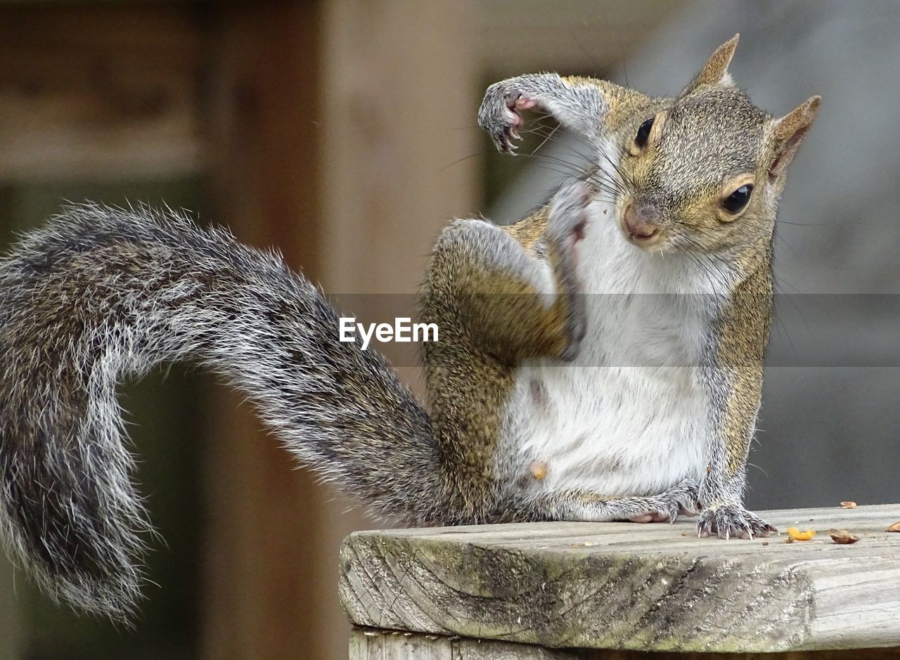 Squirrel on wooden bench