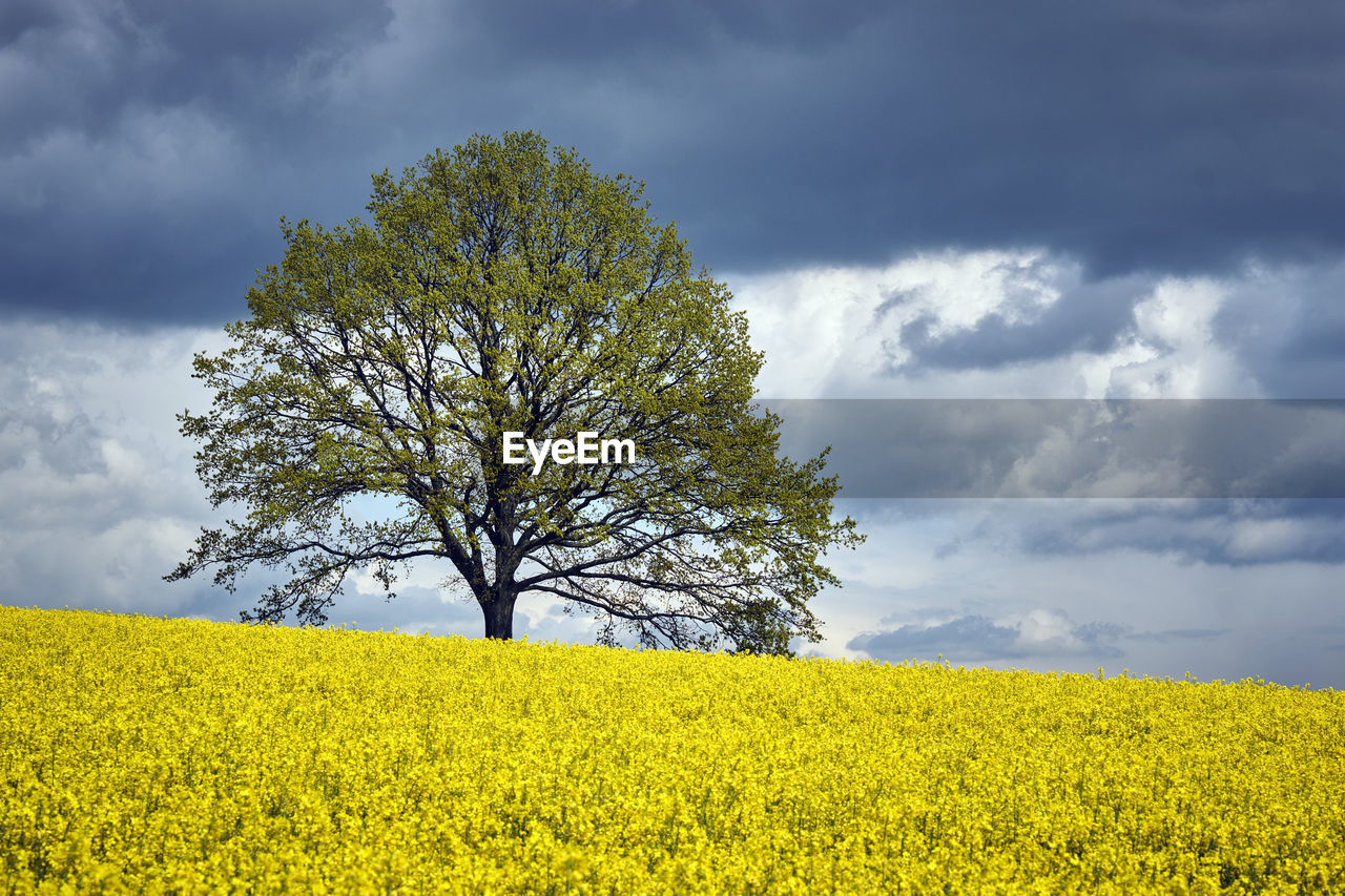 SCENIC VIEW OF FIELD AGAINST YELLOW SKY