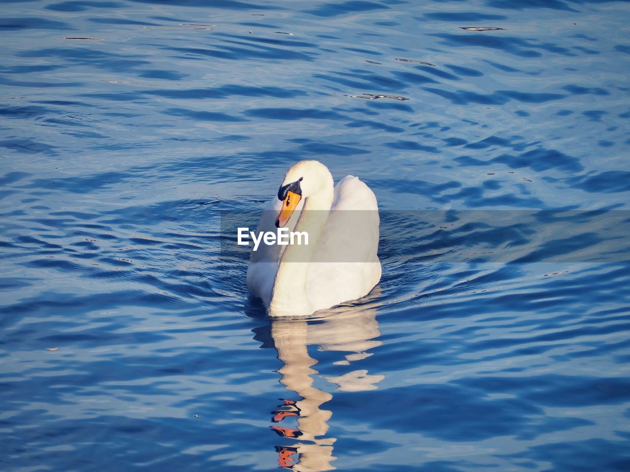 water, bird, reflection, animal, sea, animal themes, swimming, animal wildlife, wildlife, rippled, day, one animal, nature, waterfront, water bird, one person, outdoors, swan, wave, high angle view, ocean