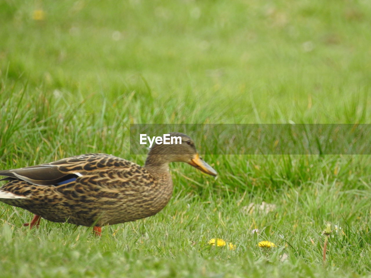 Close-up of duck on grassy field