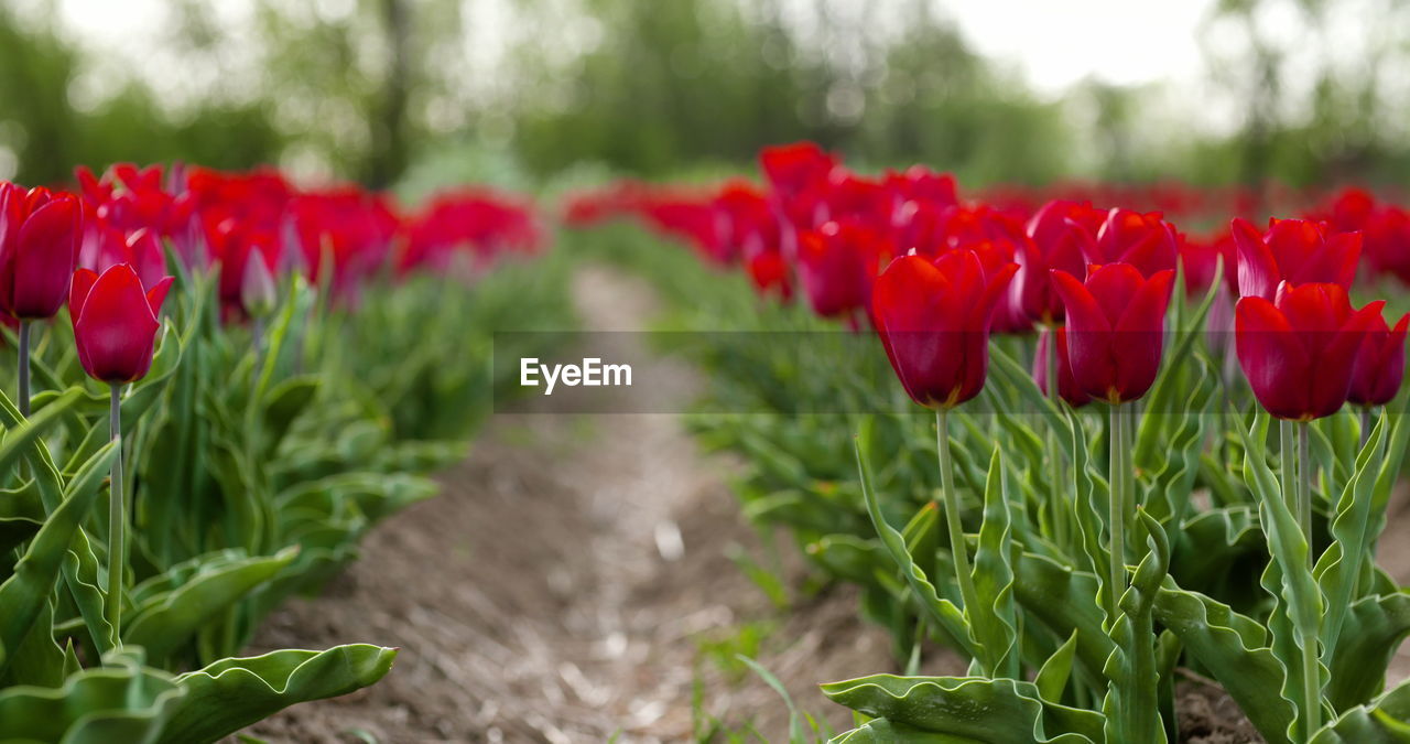 plant, flower, flowering plant, red, tulip, beauty in nature, nature, freshness, growth, land, landscape, field, petal, fragility, flower head, close-up, green, environment, inflorescence, no people, springtime, flowerbed, rural scene, outdoors, focus on foreground, sky, day, leaf, botany, plant part, agriculture, blossom, vibrant color, garden, summer, selective focus, tranquility, multi colored, poppy, scenics - nature, grass, ornamental garden