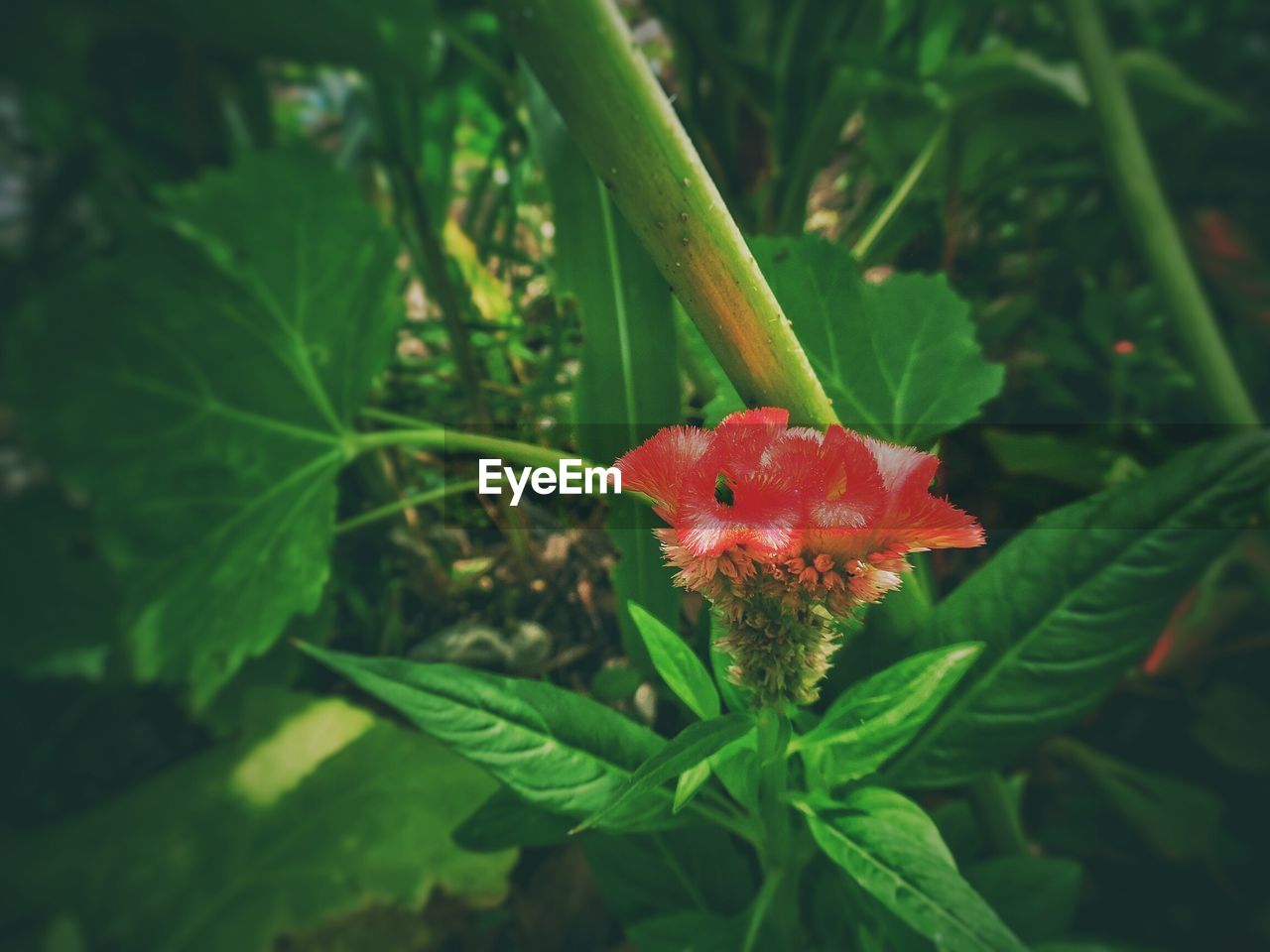 CLOSE-UP OF RED FLOWERS