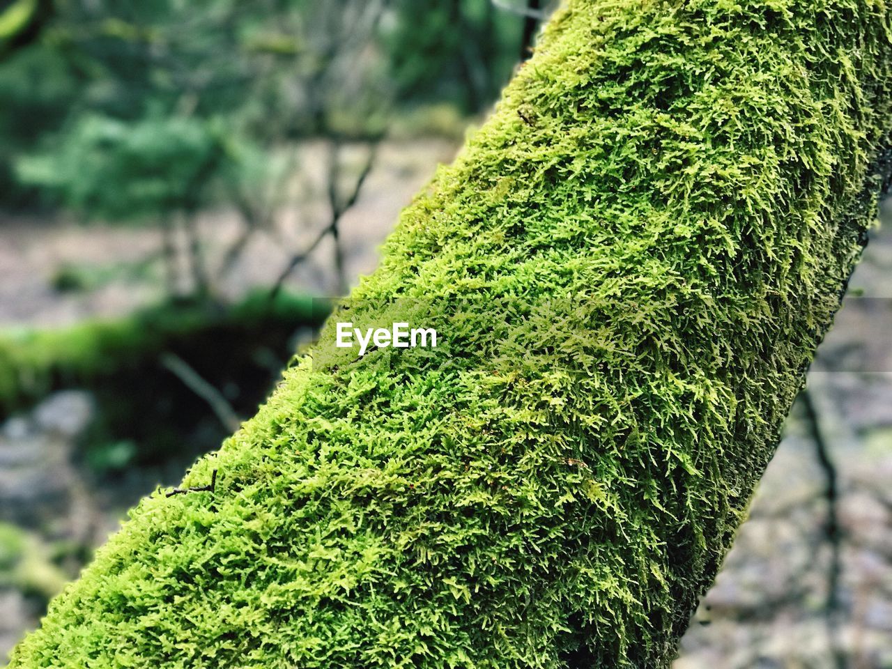 CLOSE-UP OF MOSS GROWING OUTDOORS