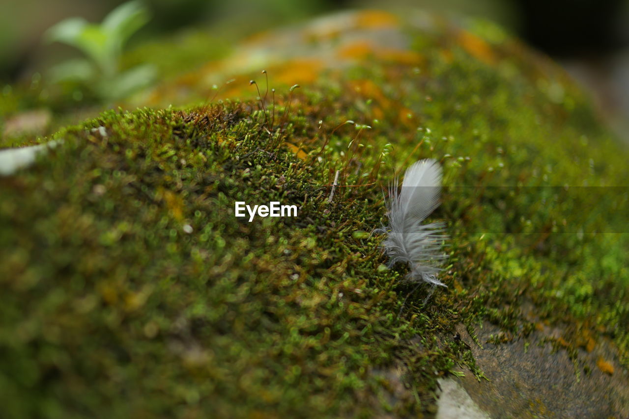 CLOSE-UP OF TURTLE ON GRASS