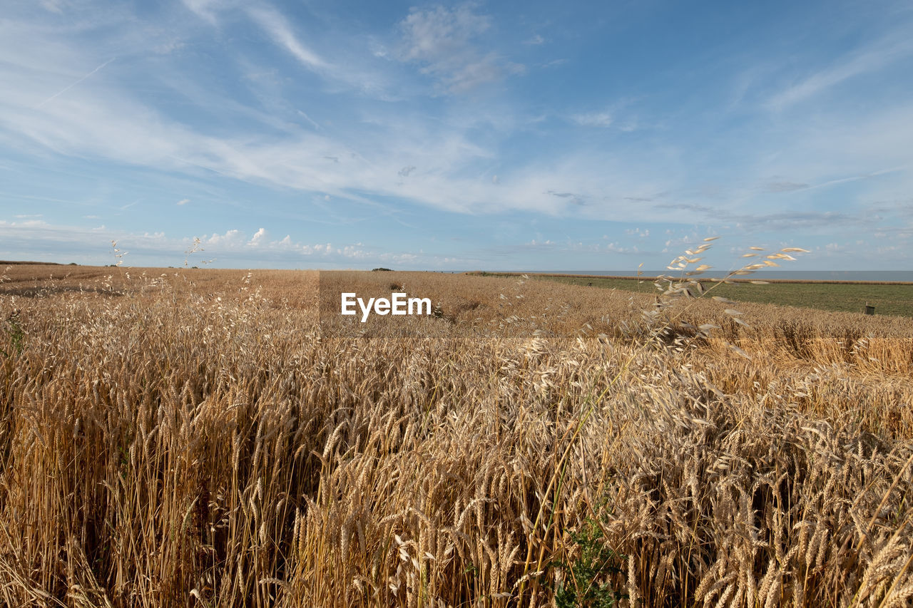 Scenic view of wheat field against sky