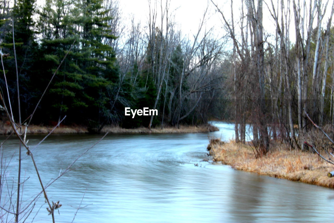 VIEW OF RIVER IN FOREST