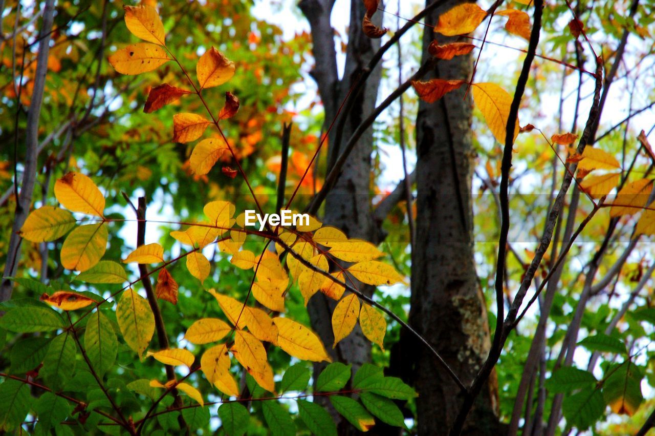 LOW ANGLE VIEW OF AUTUMN TREE