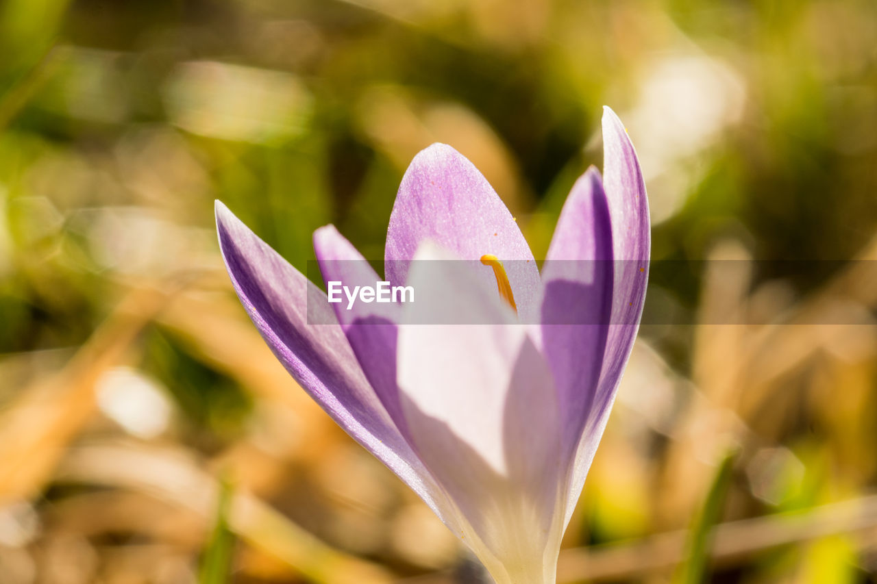 flower, flowering plant, plant, beauty in nature, freshness, crocus, close-up, nature, macro photography, purple, growth, petal, fragility, flower head, no people, springtime, inflorescence, leaf, focus on foreground, wildflower, blossom, outdoors, plant part, yellow, sunlight, environment, iris, selective focus, water, botany, day