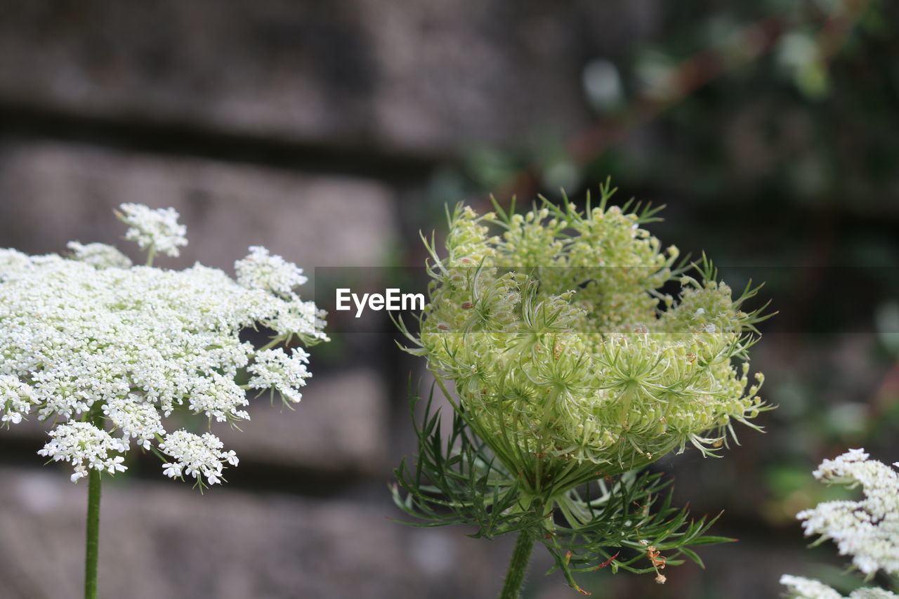 Close-up of white flowering plant