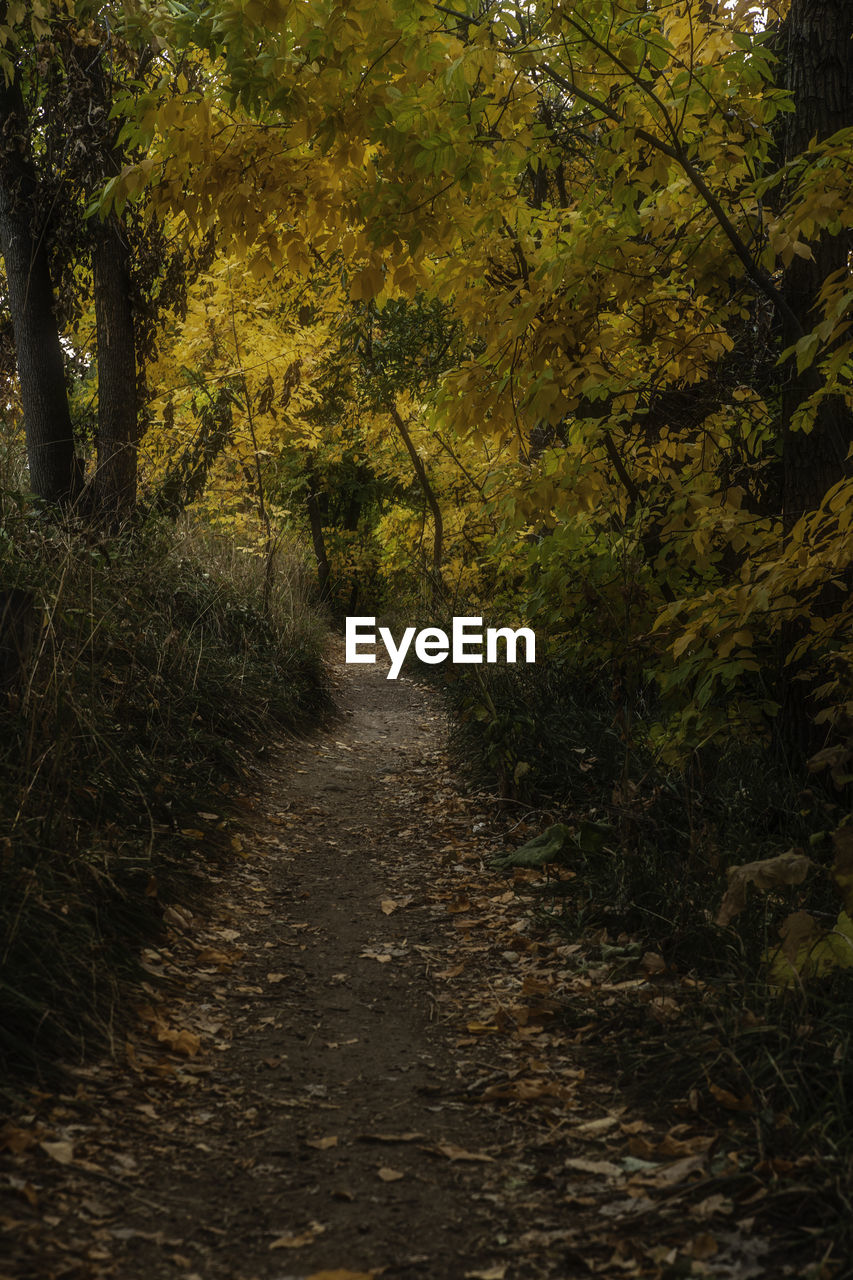 FOOTPATH IN FOREST DURING AUTUMN