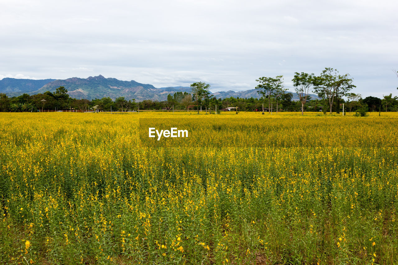 SCENIC VIEW OF OILSEED RAPE FIELD