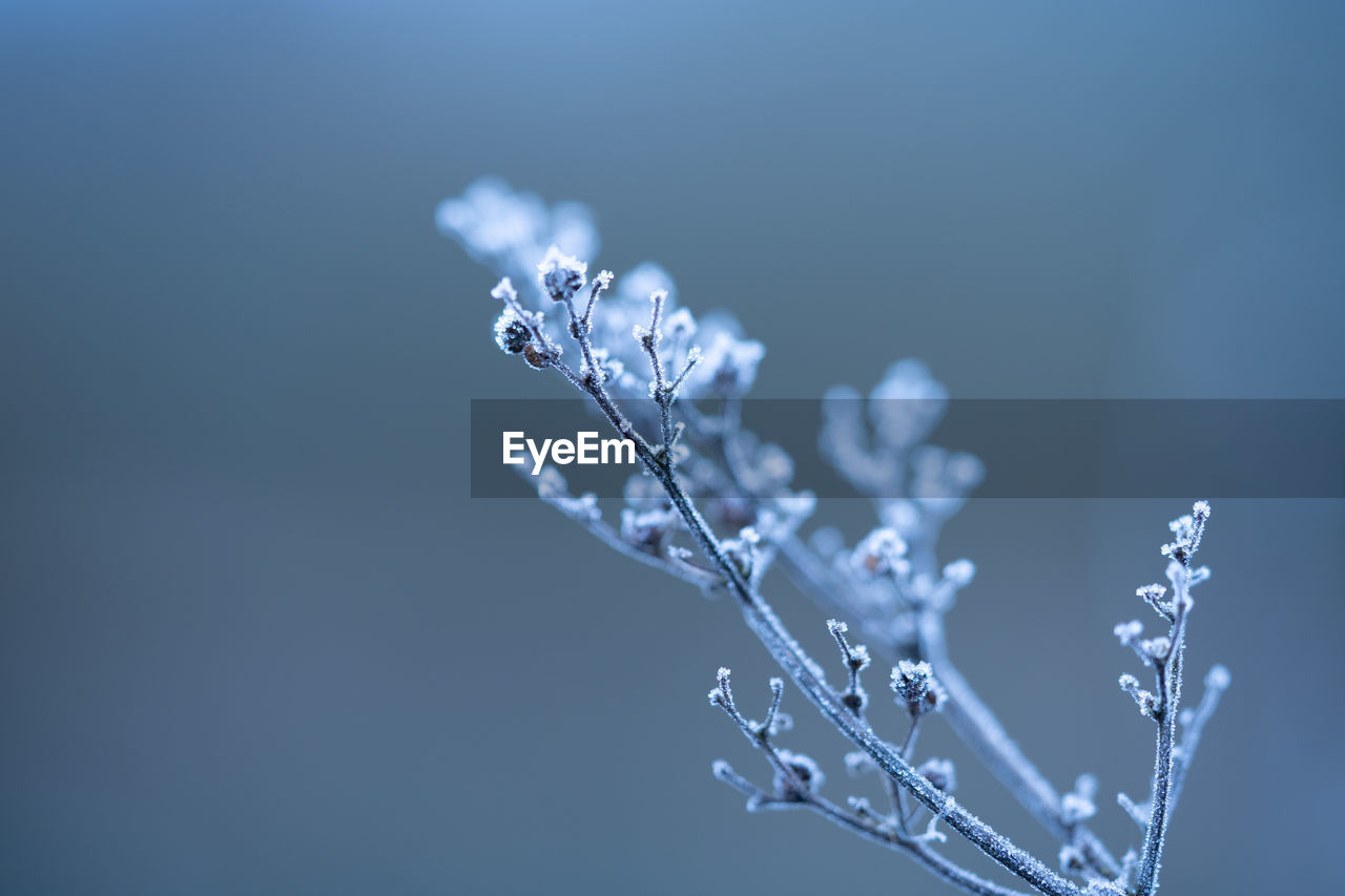 Morning ice crystals forming on plants,, leaves, barley for texture winter layers and backgrounds