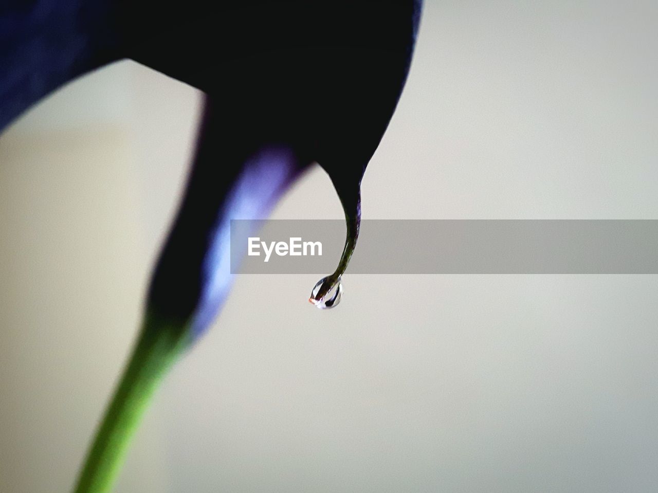 CLOSE-UP OF DROP ON LEAF