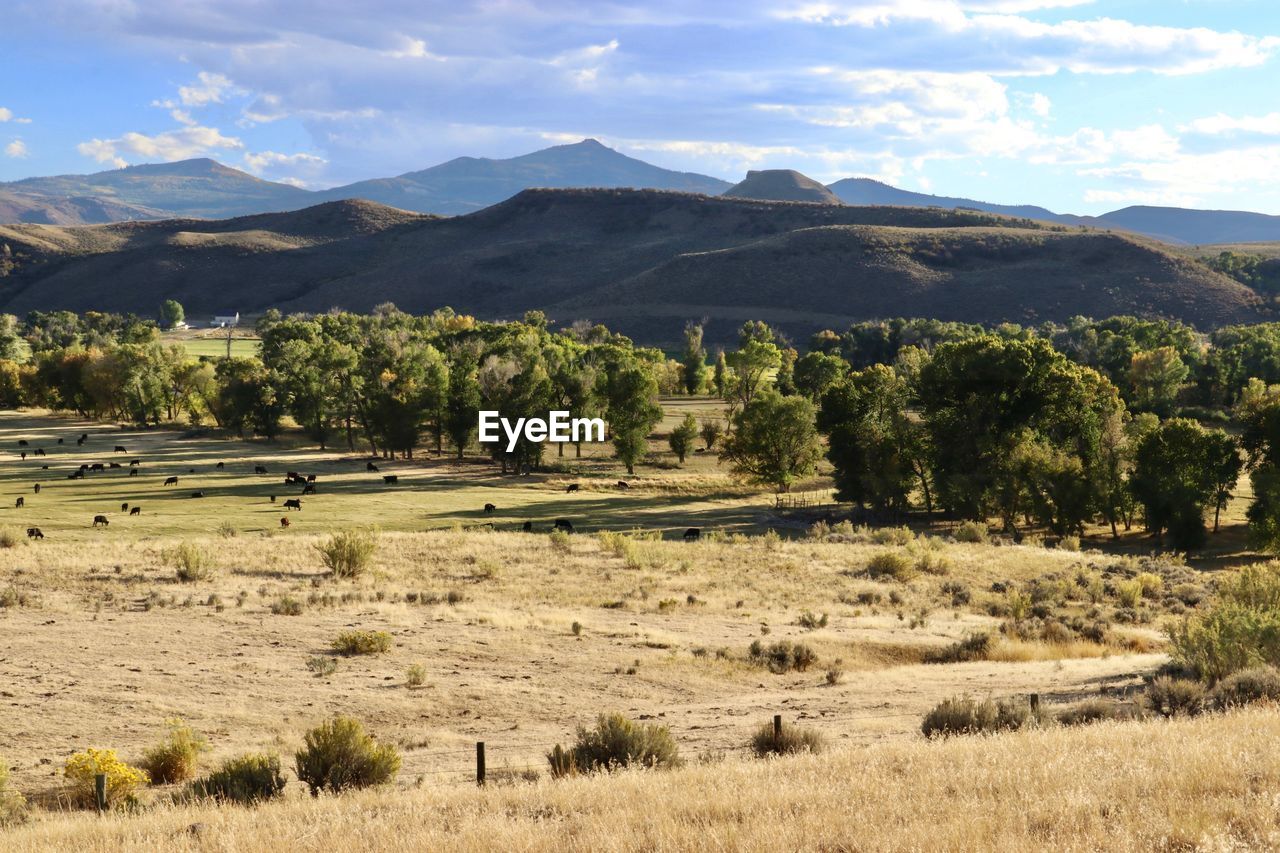 Aerial view of cattle grazing on land