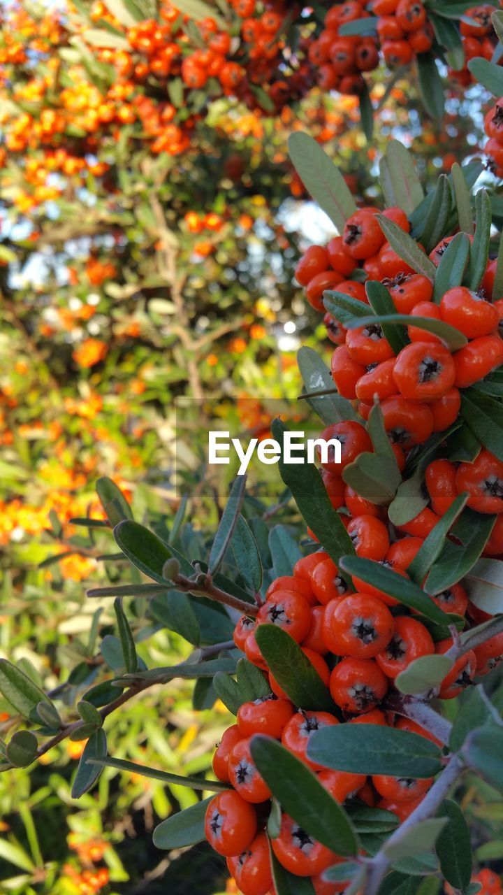 CLOSE-UP OF RED LEAVES ON PLANT