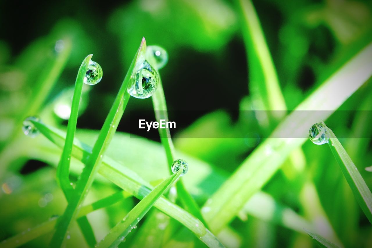 CLOSE-UP OF WATER DROPS ON GRASS