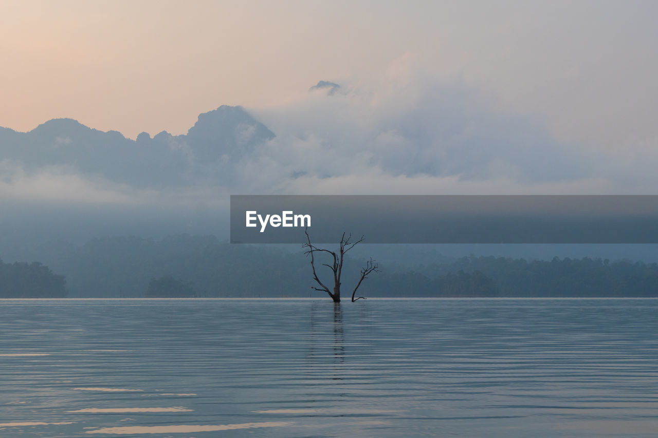 Bare tree in lake against sky during sunset